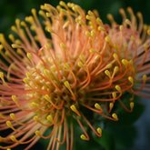 Leucospermum cordifolium